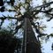 Plataforma de observação, 32m de altura, na copa de um jequitibá, _Cariniana_ sp. (Lecythidaceae), Reserva Natural Serra do Teimoso, Jussari, Bahia