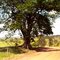 Árvore Paudaio (estrada velha pra Alvinlândia) -Foto:Luciano Rizzieri