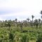 Babassu, palm tree typical of northeastern Brazil, especially in the state of Maranhão. Here near Cidelandia-MA.  Babaçú, palmeira típica do nordeste brasileiro, principalmente no estado do Maranhão. Aqui nas proximidades de Cidelandia-MA. 