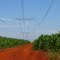 Milharal e linha de transmissão de energia - Santa Terezinha de Itaipu, PR, Brasil.