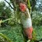 Líquens ou Fungos liquenizados:Ataca e matam às àrvores,presente nas Matas ciliar da região da Serra São Miguel/Ibirama/SC.