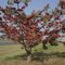 Árvore e flores - Paineira vermelha (Bombax ceiba - fam. Malvaceae / ex-Bombacaceae) - SP, Brasil.
