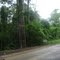 Local as margens da estrada de acesso a Taparuba - MG, onde vive a população de Macacos Prego