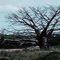 Baobá de Itaú