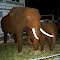 Elefantes de Aço, Afogados da Ingazeira - PE