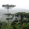 ARAUCÁRIAS(Araucaria angustifolia) AO LADO DA FERROVIA EM ITAIÓPOLIS