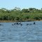 Bando de Mergulhões no Rio Araguaia, Parque do Cantão, Tocantins, Brasil