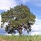 O pequi (Caryocar brasiliense; Caryocaraceae) é uma árvore nativa do cerrado brasileiro, cujo fruto é muito utilizado na cozinha nordestina, do centro-oeste e norte de Minas Gerais. Este belo exemplar, fotografado nas mediações da cidade maranhense de Gov