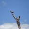 Natureza: Papa-cebo, pássaro típico da região do nordeste do Brasil