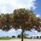 Natureza: Castanhola, árvore de sombra muito usada nos arredores das residências do Nordeste do Brasil
