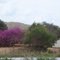 Natureza: Árvores com rosas tipo lilás encontradas no sertão do Nordeste do Brasil-BR 304