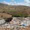 Vaca pastando no lixo de Lagoa do Ouro