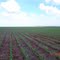 Lavoura de milho irrigada, Campo Florido, MG.