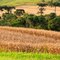 Paisagem rural (milharal, araucárias e remanescentes de vegetação) entre Barracão (PR) / Dionísio Cerqueira (SC) e Guarujá do Sul (SC), Santa Catarina, Brasil.