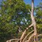 Mangrove,trees,tropical plants,Icapui,ceara,Brazil,photo,nimra mhad, http://www.zoonar.de/shop/NimraMhad