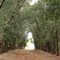 Estrada e árvores - Itaporã - Mato Grosso do Sul - Brasil