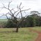 Uma árvore morta - Itaporã - Mato Grosso do Sul - Brasil