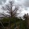 Árvore Baobá - Zona Rural - S. Miguel/RN - BR