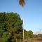  catulé[ palmeira da familia das arecáceas  terras de sr. adalberto ;bonopolis  .