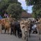 Desfile de carros de boi em Felixlândia