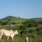 Cattle Country Near Limoeiro de Anadia, Alagoas