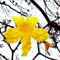 Flor de ipê amarelo -  Itaguaí - Rio de Janeiro - Brasil