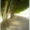 Ficus benjamina - Figueiras