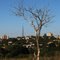 Santiago sob a perspectiva de uma árvore seca - Saida da URI