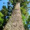 Araucária Gigante, 7m de circunferência. 30m de altura - Santa Terezinha, SC, Brasil