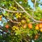 Flores: Tipo de frutos (ceriguela - fruto rico em vitamina C) encontrados no sertão nordestino - Brasil