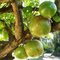 Fruto de cabaça no jardim do Hotel Fazenda Mato Grosso - Cuiabá - Mato Grosso - MT - Brazil