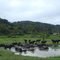 Mata Atlantica na Bahia e os Búfalos