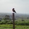 Pássaro Sangue-de-Boi (Ramphocelus bresilius) Fazendo Posse Para Foto