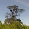 Árvore centenária na Serra do Disterro