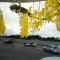 Flores Acácia real(pingo de ouro ou chuva de ouro), aeroporto de Macapá
