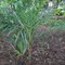 pé de gueroba - gueroba-palm (Syagrus oleracea Becc)
