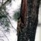 Esquilo escalando eucalipto no Salto do Jacui