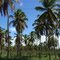 Coqueirais de Nísia Floresta